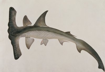 Eeoo Tando, from Drawings of Fishes from Malacca, c.1805-18 by Chinese School